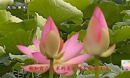 心是莲花_心是莲花开