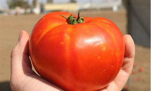 tomato_tomato的复数