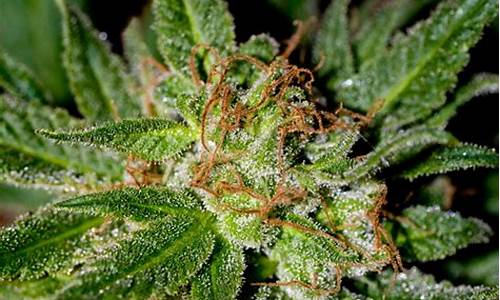 strain_strains