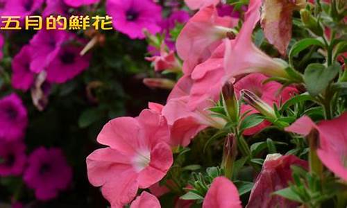 2012年五月的鲜花_2012年五月的鲜花晚会节目单